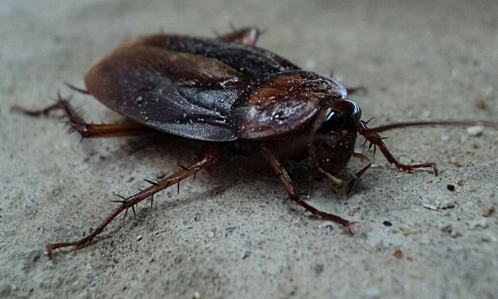 Calgary Cockroach exterminator. how to get rid of cockroaches. kill cockroaches calgary