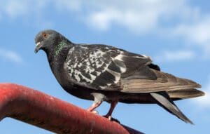 bird removal major pest control Calgary, wildlife exterminator