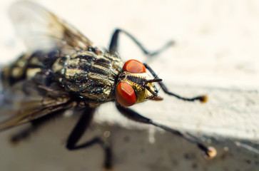 fly and pest control calgary, pest control for insects calgary, Major pest control near me