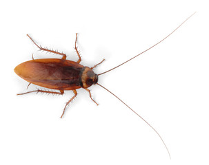 Cockroach control Calgary, Major pest control airdrie, Cockroach removal near me