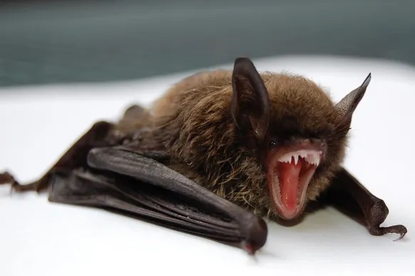 Bat and wildlife removal calgary, cochrane pest control for bats and other wildlife