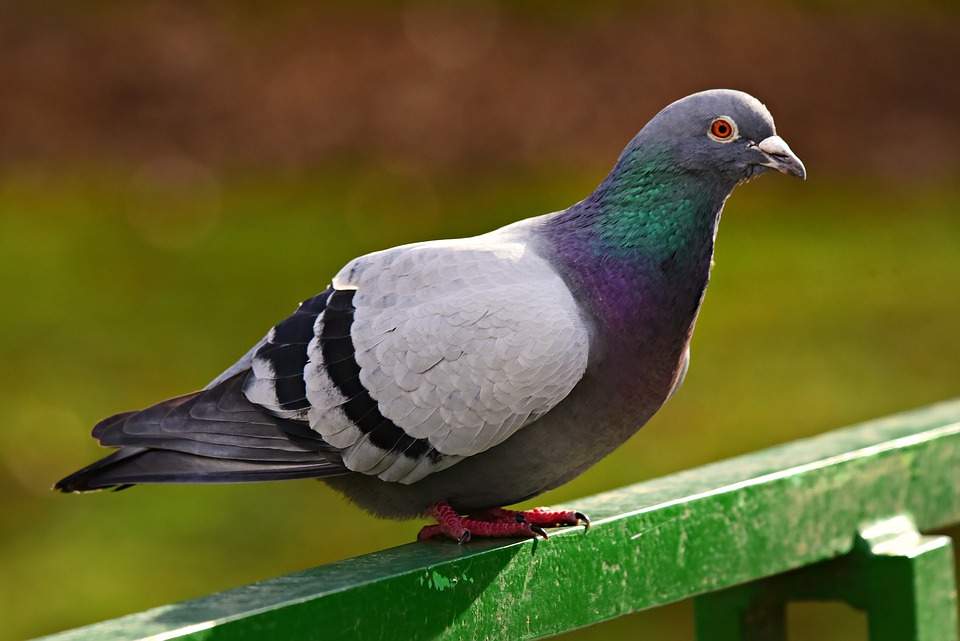Bird and wildlife control calgary, Calgary bird control for pigeons and seagulls