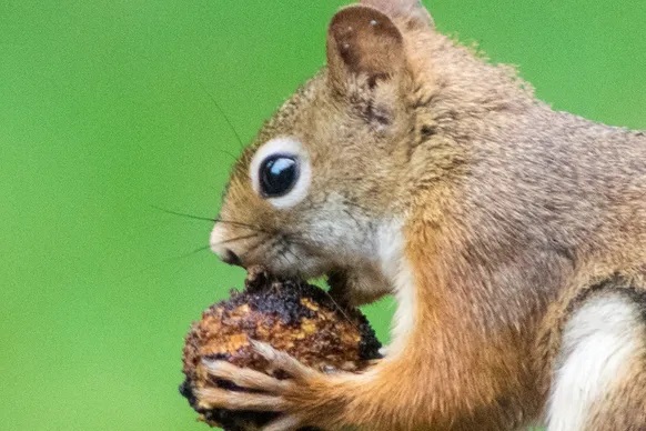 squirrel pest control in calgary, rodent removal services near me