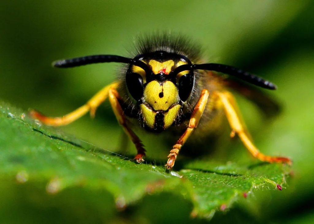 Calgary wasp exterimation, exterminator near me, wasp and insect removals