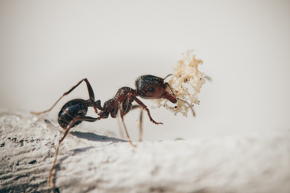 calgary ant removal, exterminator for ants, ant exterminator near me, pest control services for ants