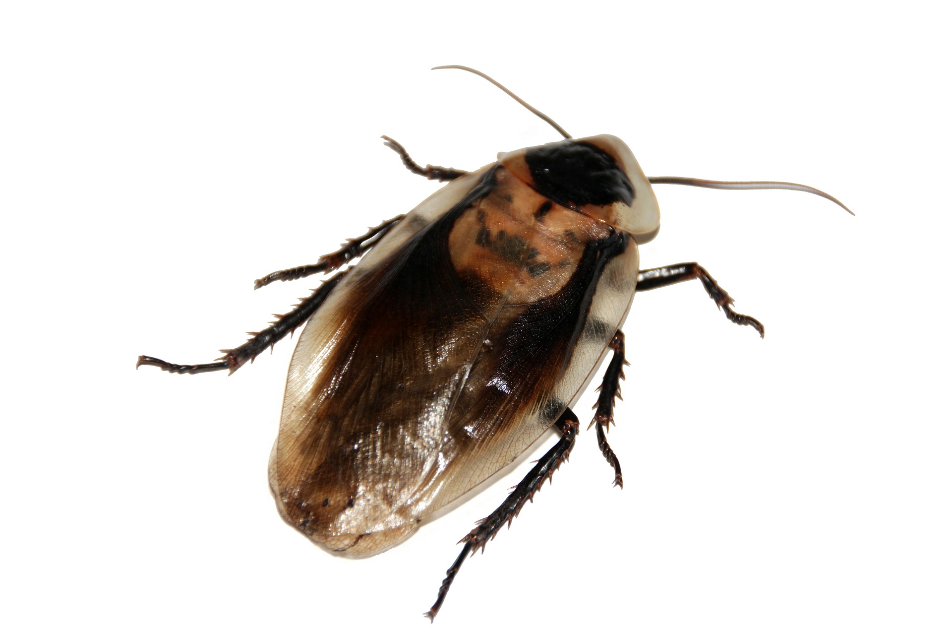cockroach removal calgary, exterminator for cockroaches calgary, Cockroach control in Calgary