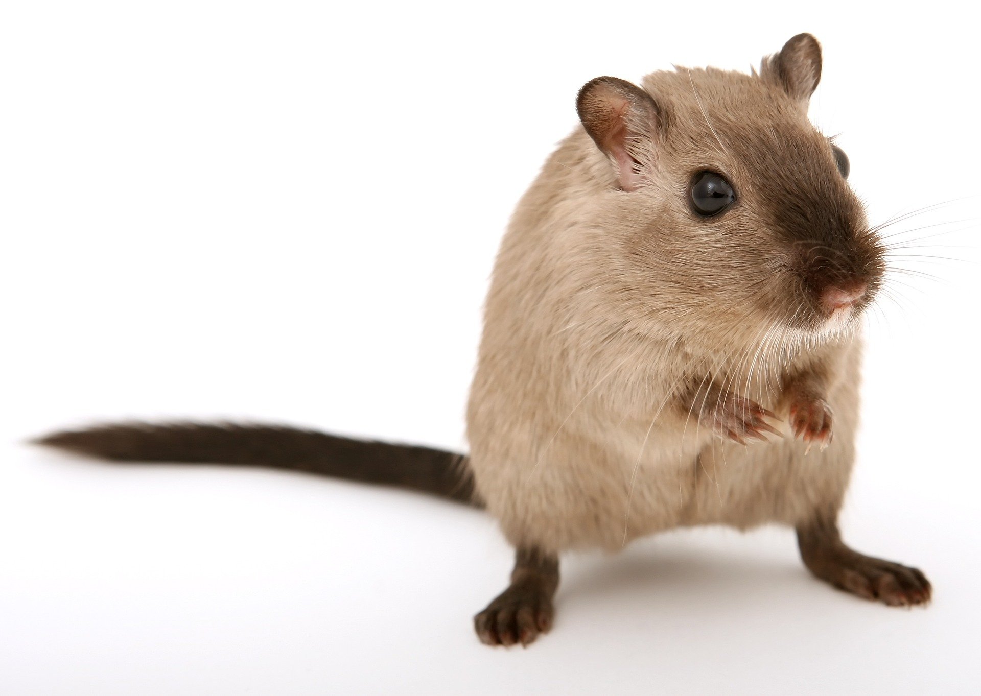 mice and rodent removal calgary, mice exterminator near me in calgary, mice control in Calgary
