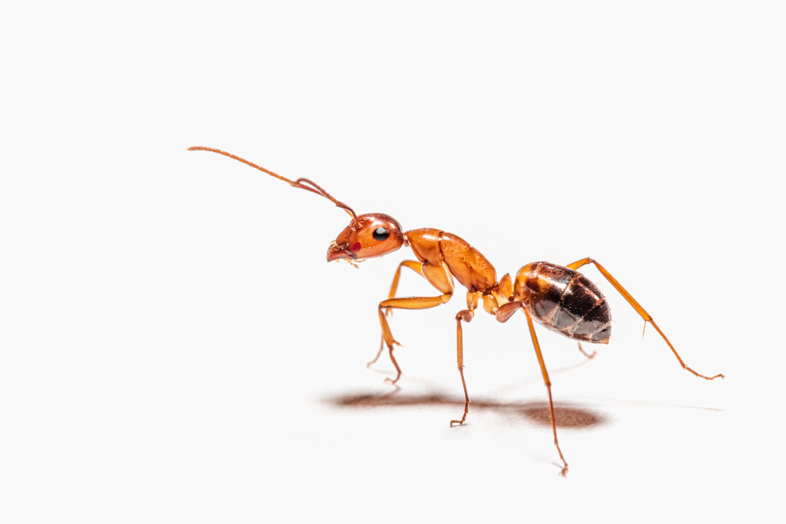Ant removal calgary, pest and insect removal, ant exterminator, ant control in Calgary