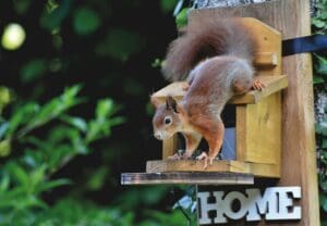 squirrel and rodent removal calgary, small wildlife control company near me