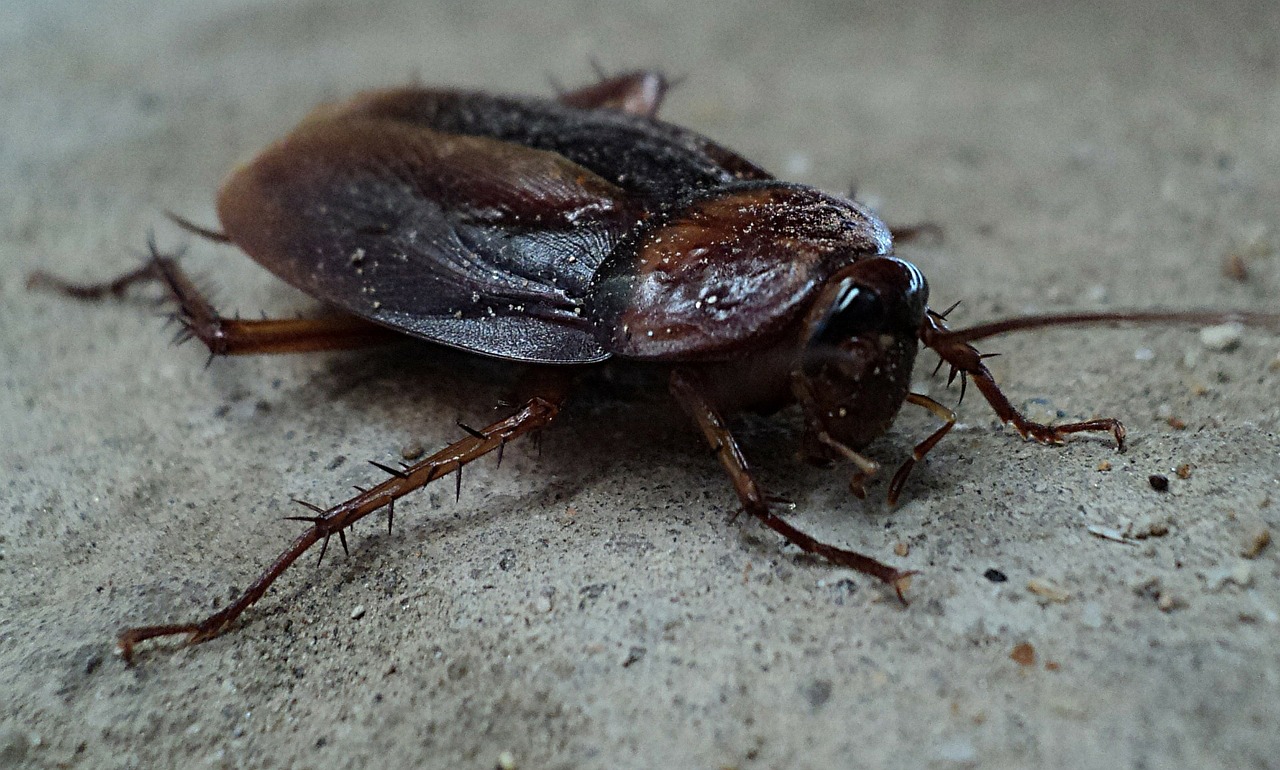 cockroach ge9b0213e9 1280