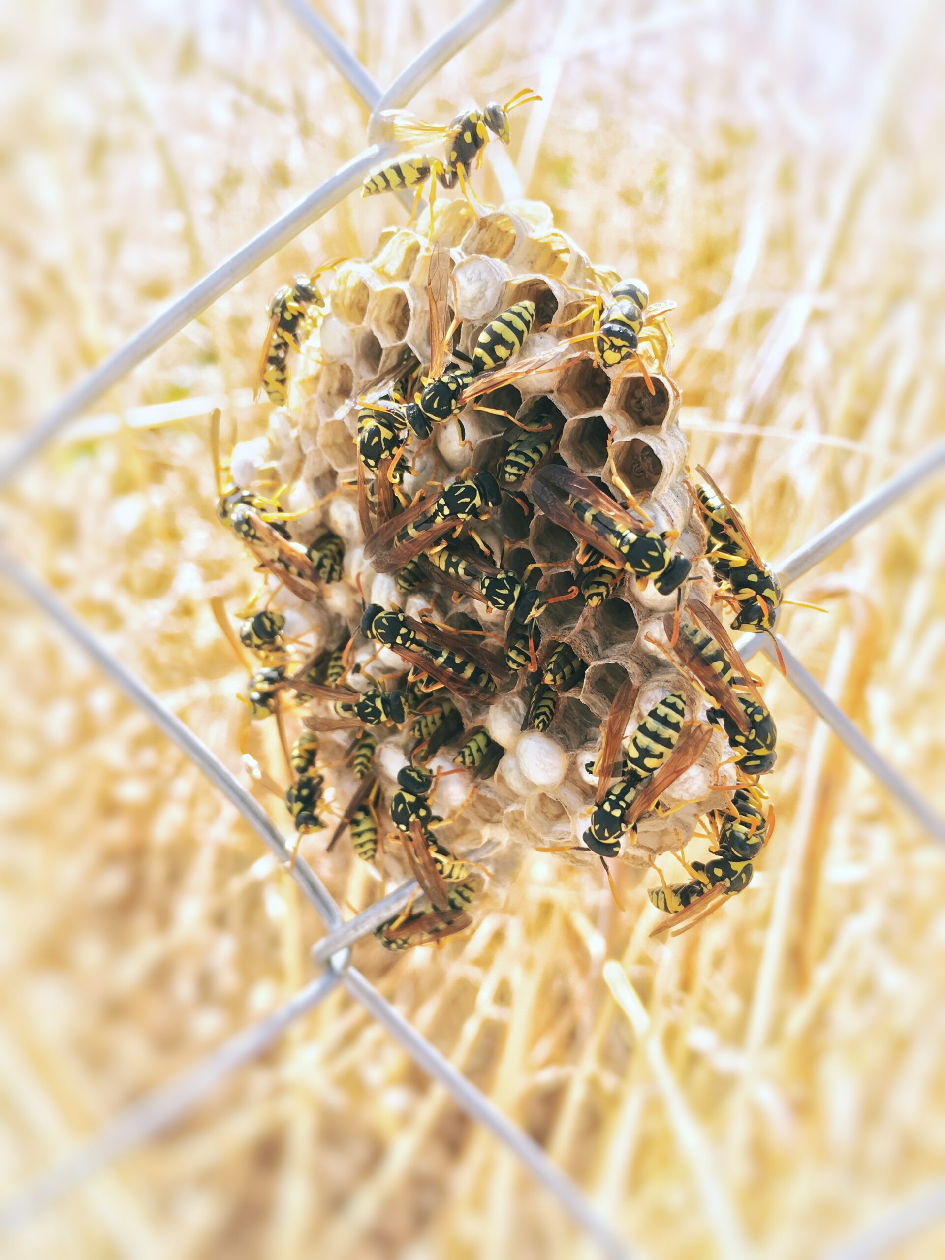 wasps on fence calgary, how to remove wasps on fences