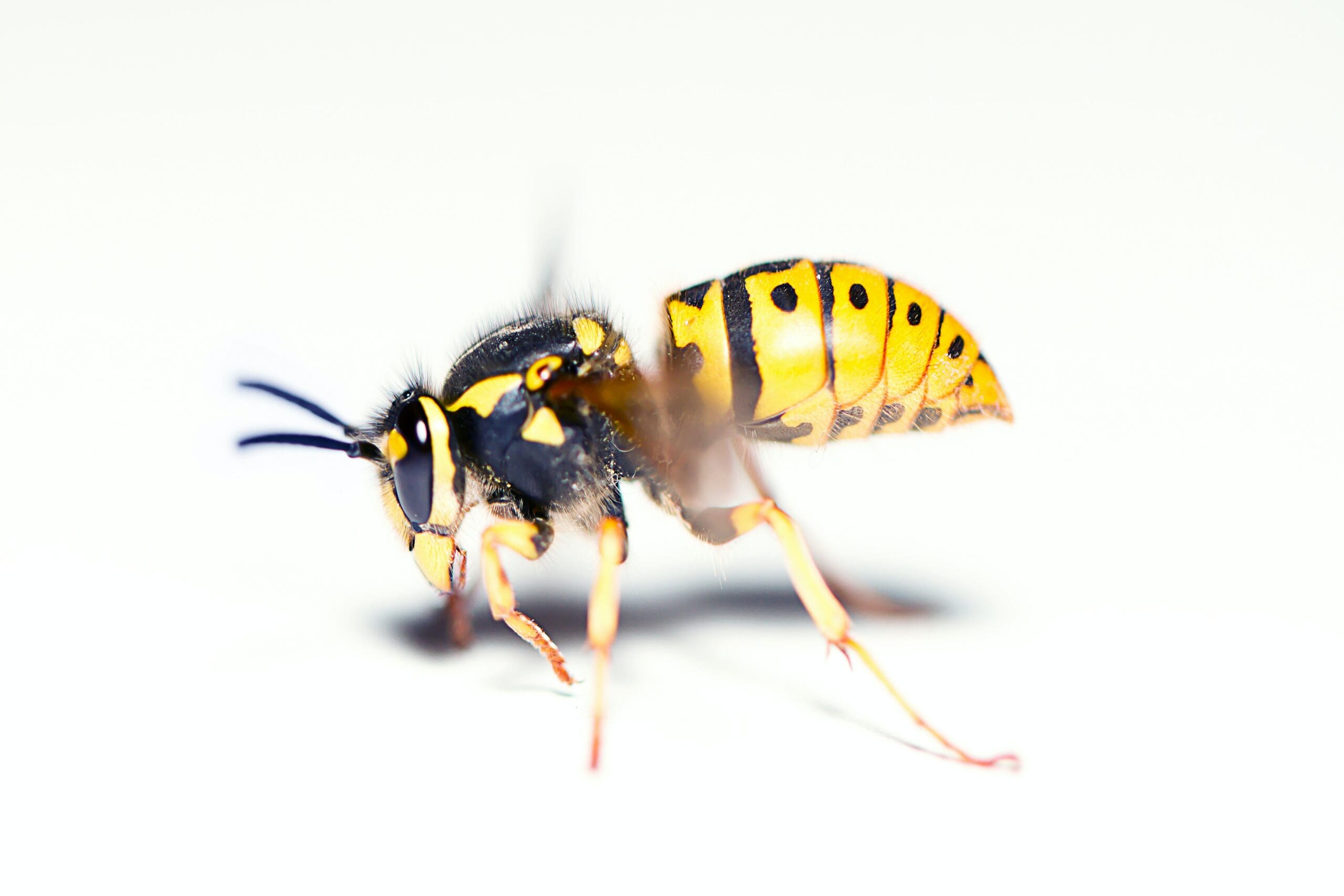 wasp removal calgary, how to get wasps control in calgary, major pest control