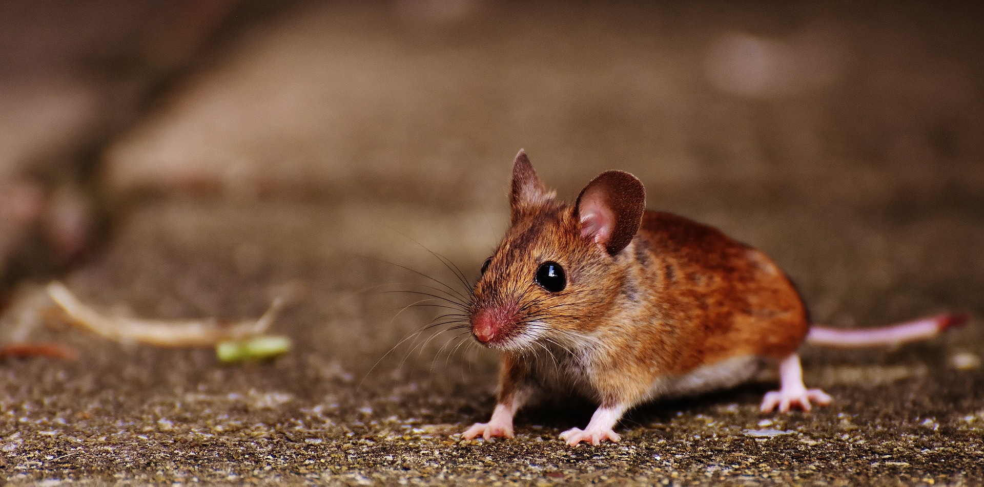 All About Mice: Pest Library