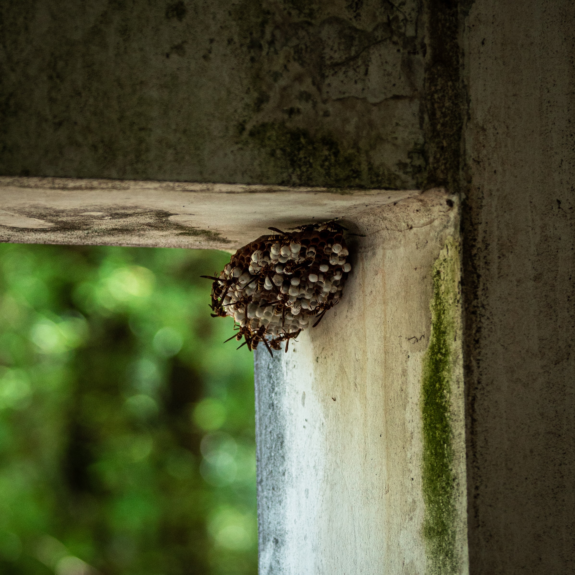 wasp nest removal calgary, calgary how to get rid of wasps, major pest control