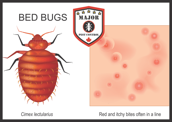 Bed Bug Bites Picture Information Drawing