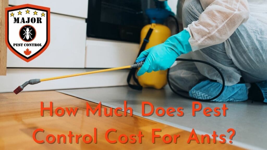 What is the Cost of Pest Control for Ants