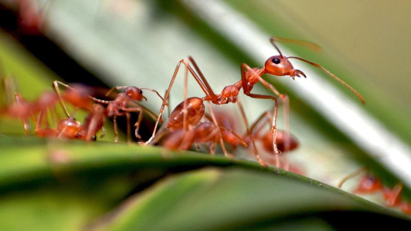 Pest Control Calgary - Ant Control