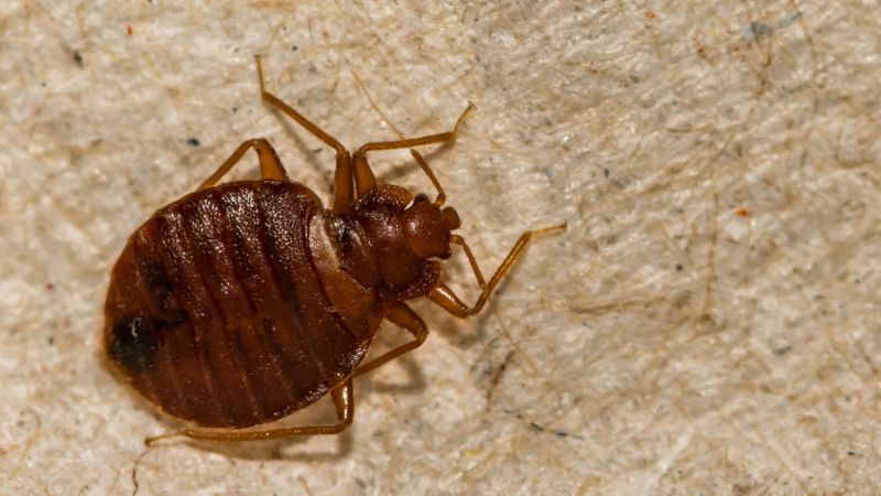 Bed Bug Pest Control Calgary