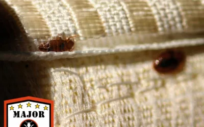 How Long Does Bed Bug Extermination Take