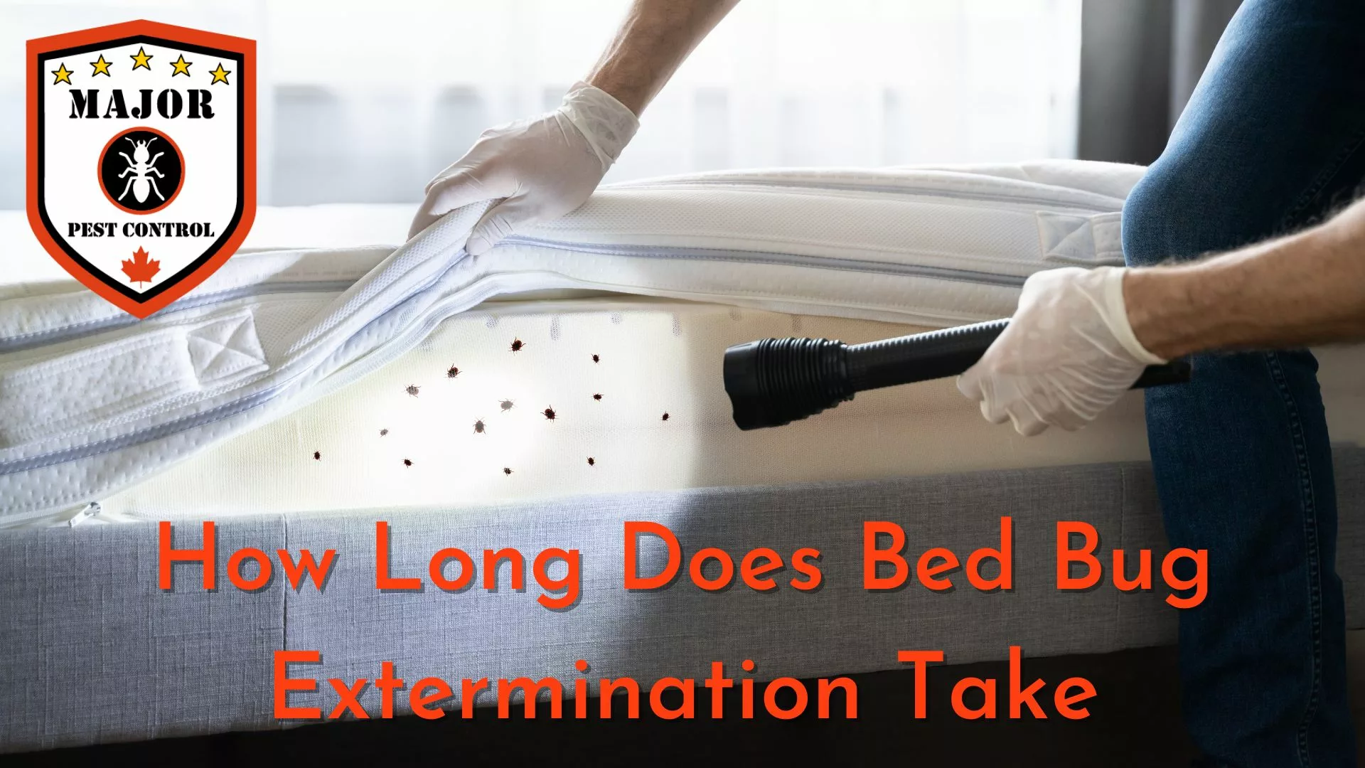 How Long Does Bed Bug Extermination Take by Major Pest Control Calgary