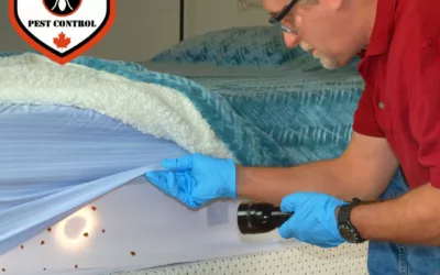 How to Get Rid of Bed Bugs Without an Exterminator