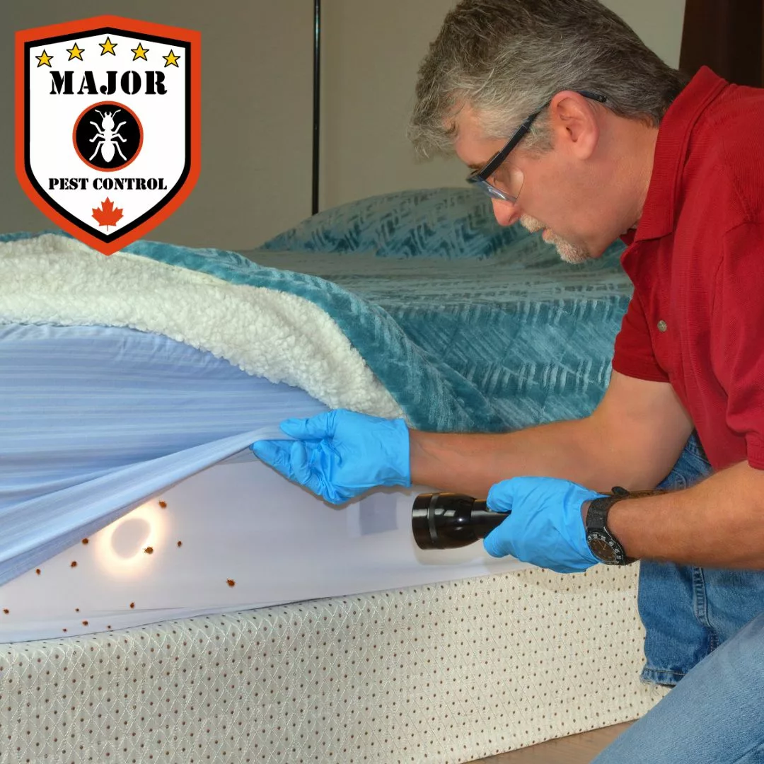 How To Get Rid Of Bed Bugs Without An Exterminator Major Pest Control