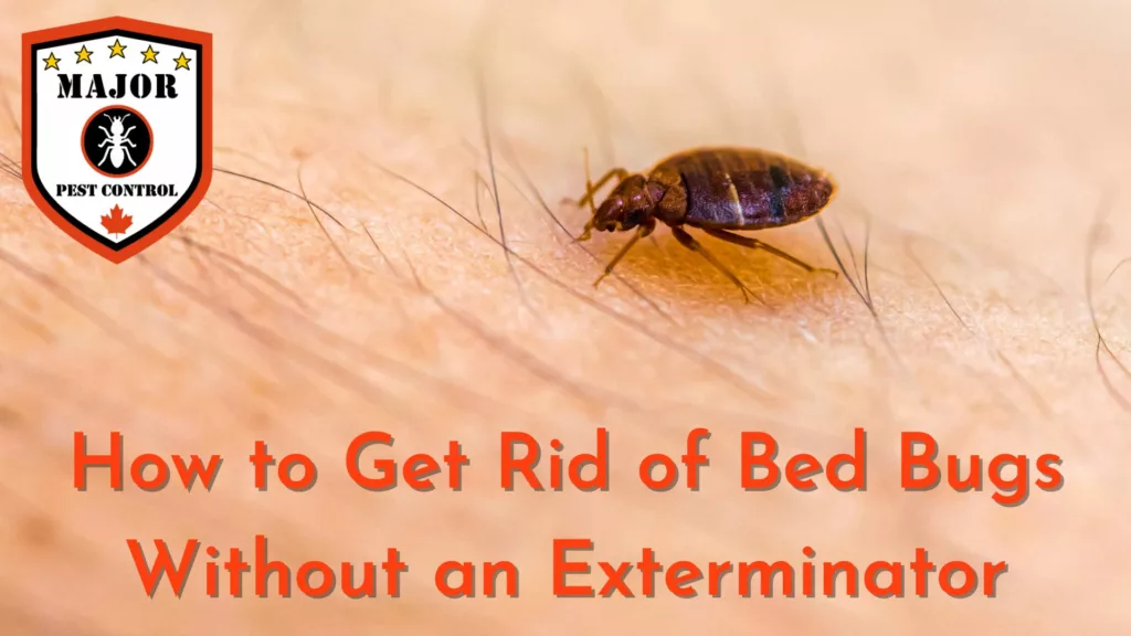 How to Get Rid of Bed Bugs Without an Exterminator by MPC Calgary