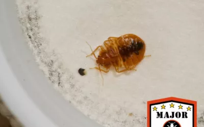 Are Bed Bugs Due to Poor Hygiene