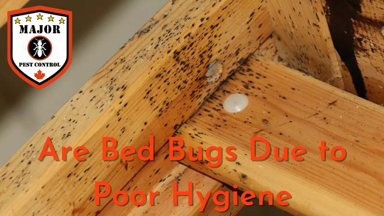 Are Bed Bugs Due to Poor Hygiene - Major Pest Control Calgary