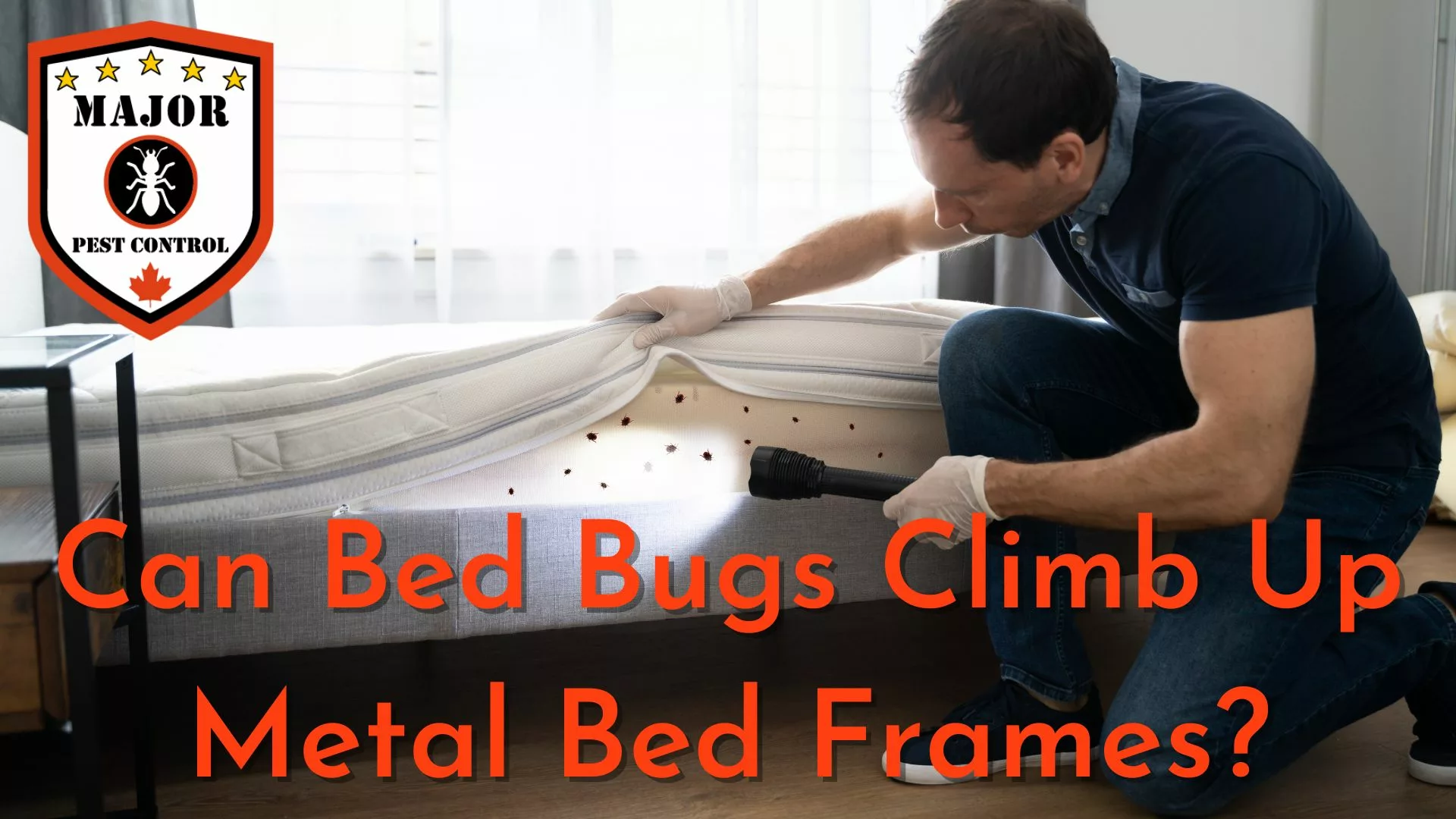 Can Bed Bugs Climb Up Metal Bed Frames? by Major Pest Control Calgary
