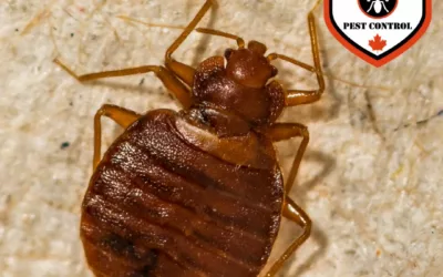 How to Move Without Taking Bed Bugs With You