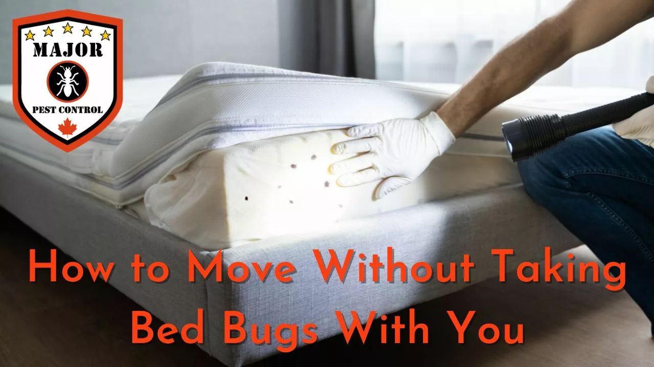 How to Move Without Taking Bed Bugs With You - Advice by Major Pest Control in Calgary