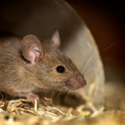 Major Pest Control Mouse FAQs