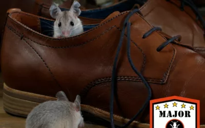 The 5 Best Methods for Eliminating Mice In Calgary