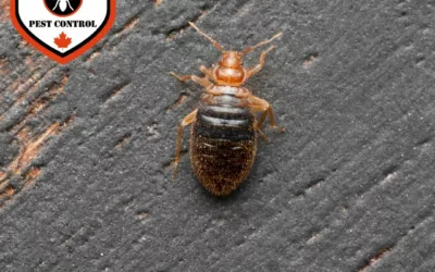 Does Paint Kill Bed Bugs?
