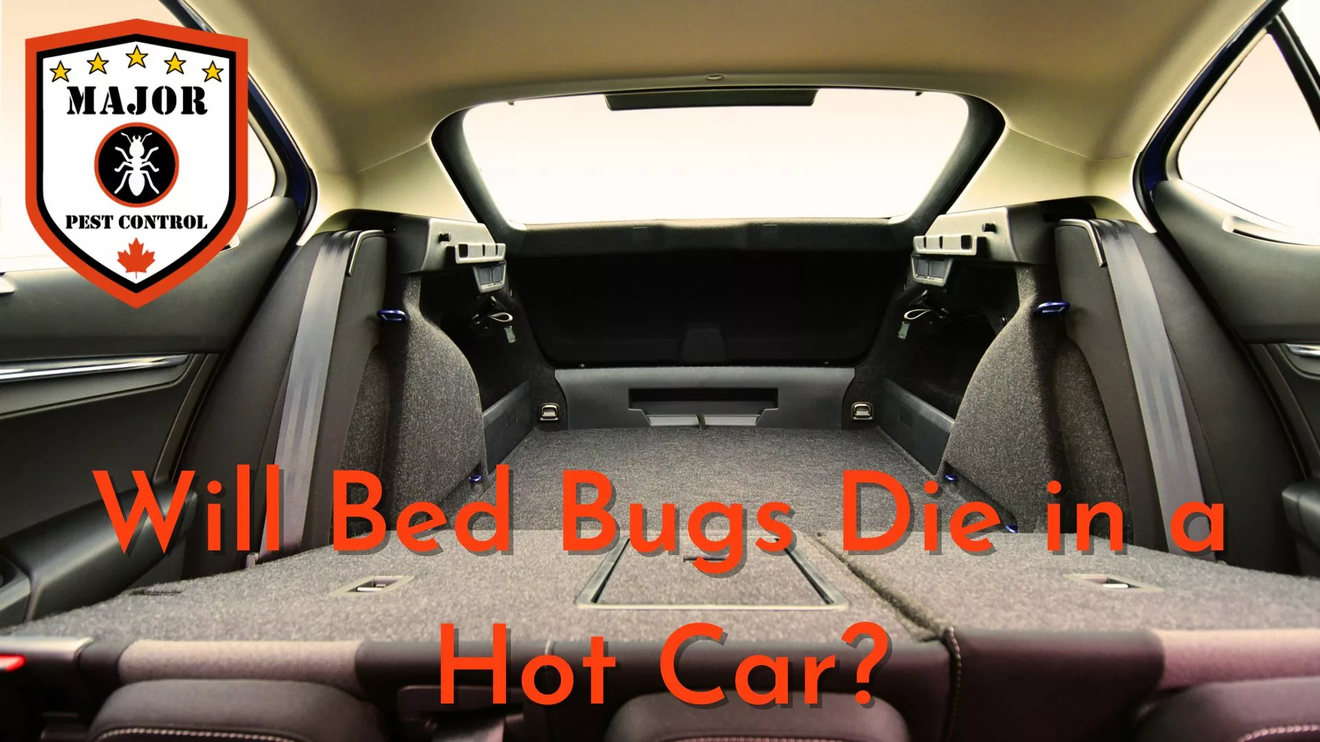 Will Bed Bugs Die in a Hot Car