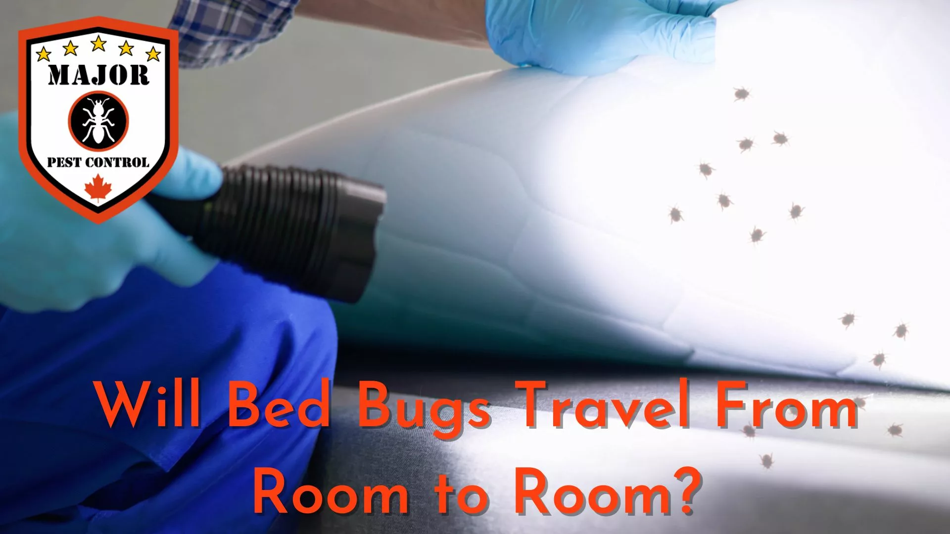 Will Bed Bugs Travel From Room to Room In Your Home