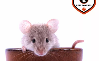 This Fast Mouse Extermination Method Actually Works!