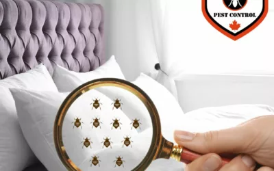 The Hidden Dangers of Bed Bugs You Need to Know