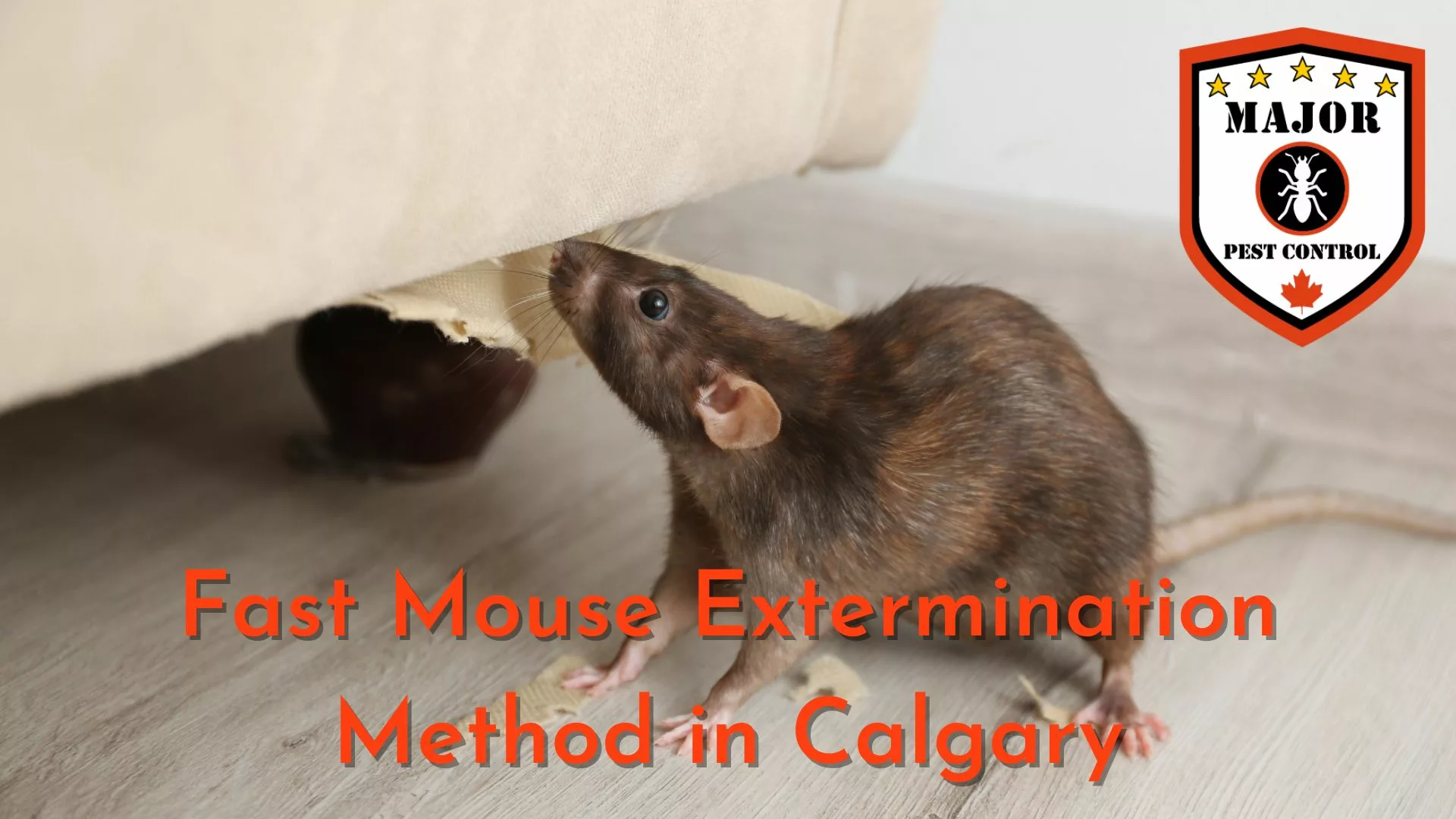 Fast Mouse Extermination Method in Calgary