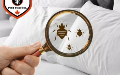 Learn About Popular Bed Bug Solutions In Calgary