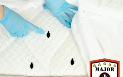 Effective Bed Bug Treatments in Calgary