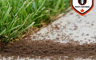 Surprisingly Simple Ways On How To Get Rid Of Ants!