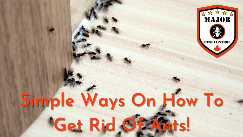 Simple Ways On How To Get Rid Of Ants