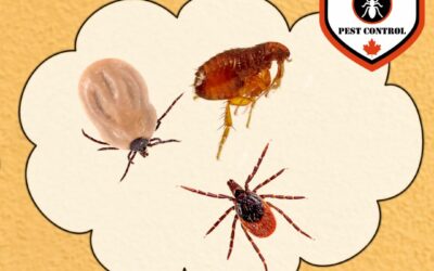 Health Risks Posed by Common Pests