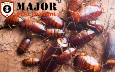 Professional Cockroach Control Services in Calgary: What to Expect