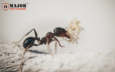 Keep Your Home Ant-Free with Major Pest Control in Calgary