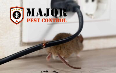 Expert Tips for Rodent-Proofing Your Home in Calgary, Alberta