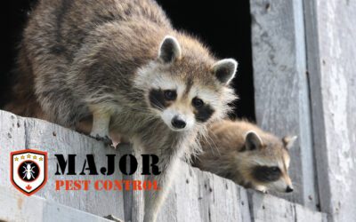 Securing Your Home Against Wildlife Intrusions: A Seasonal Guide for Calgary