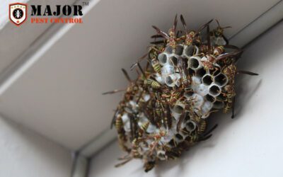 When and Why to Consider Professional Wasp Removal Services in Calgary